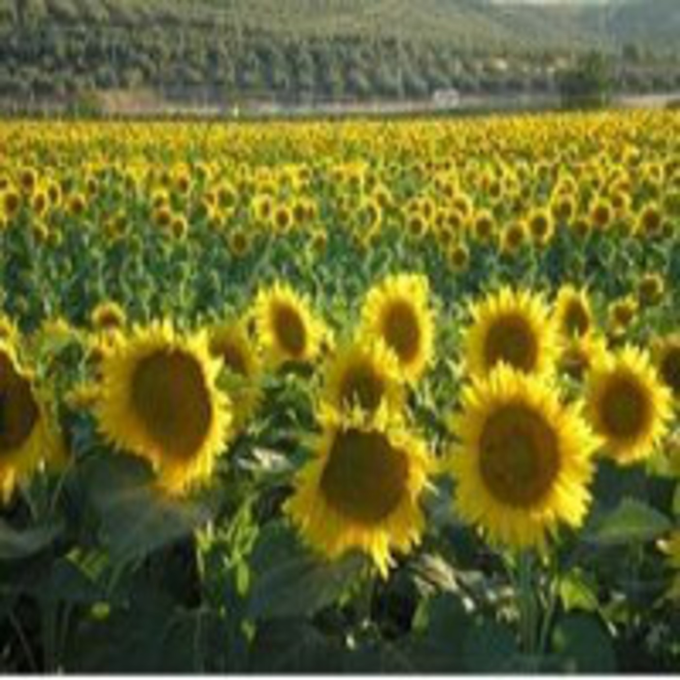 Podcast Villa del Río