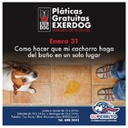 Programa especial último jueves de enero (como enseñar a mi perro. A ir al baño en un solo lugar