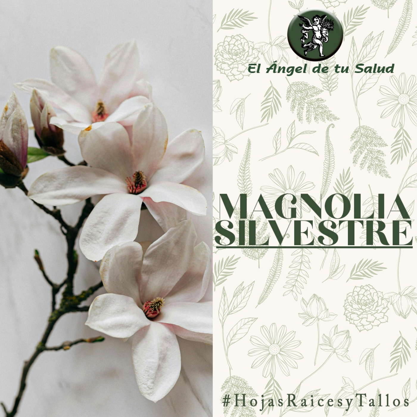 El Ángel de tu Salud - Magnolia Silvestre** episode artwork