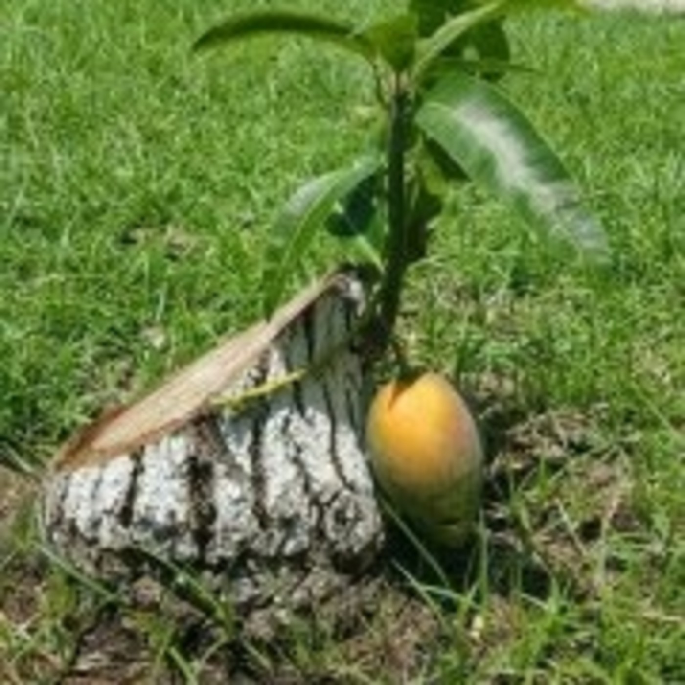 JESUS ROMERO VILLEGAS