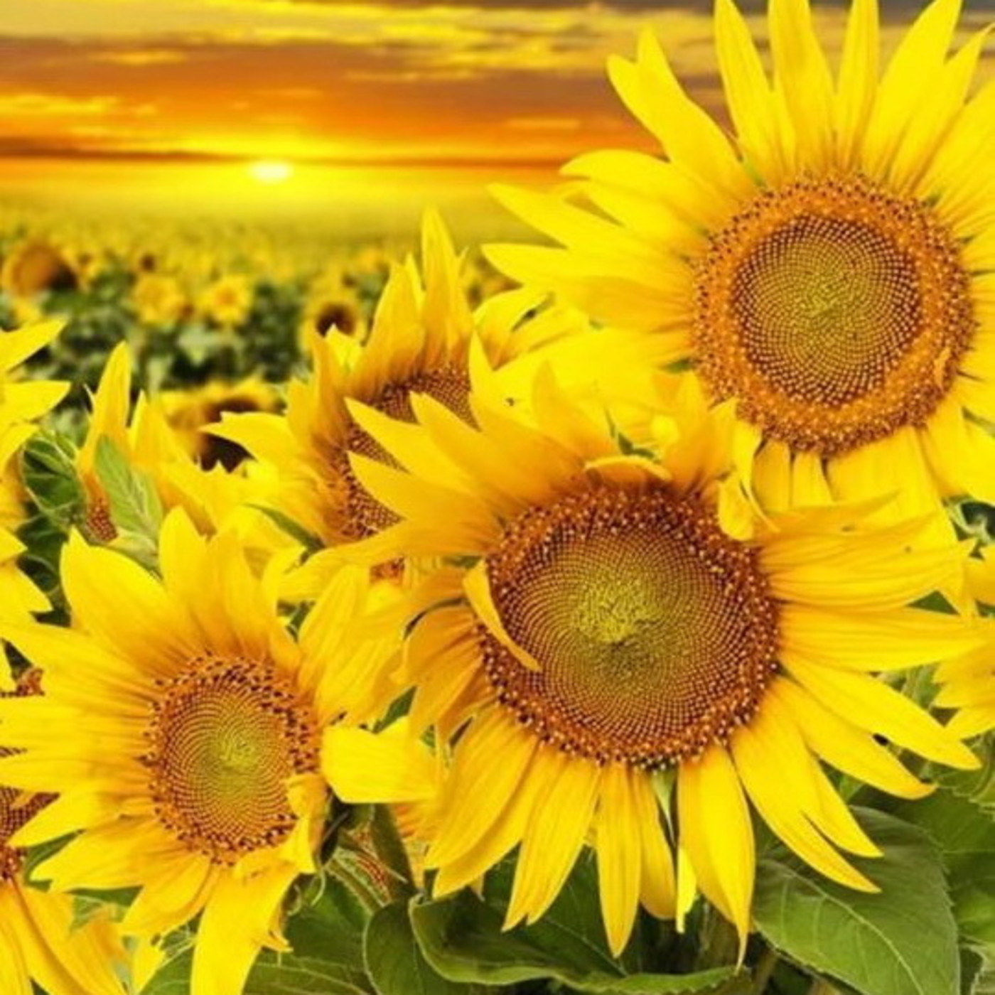 Brahma Kumaris Valencia