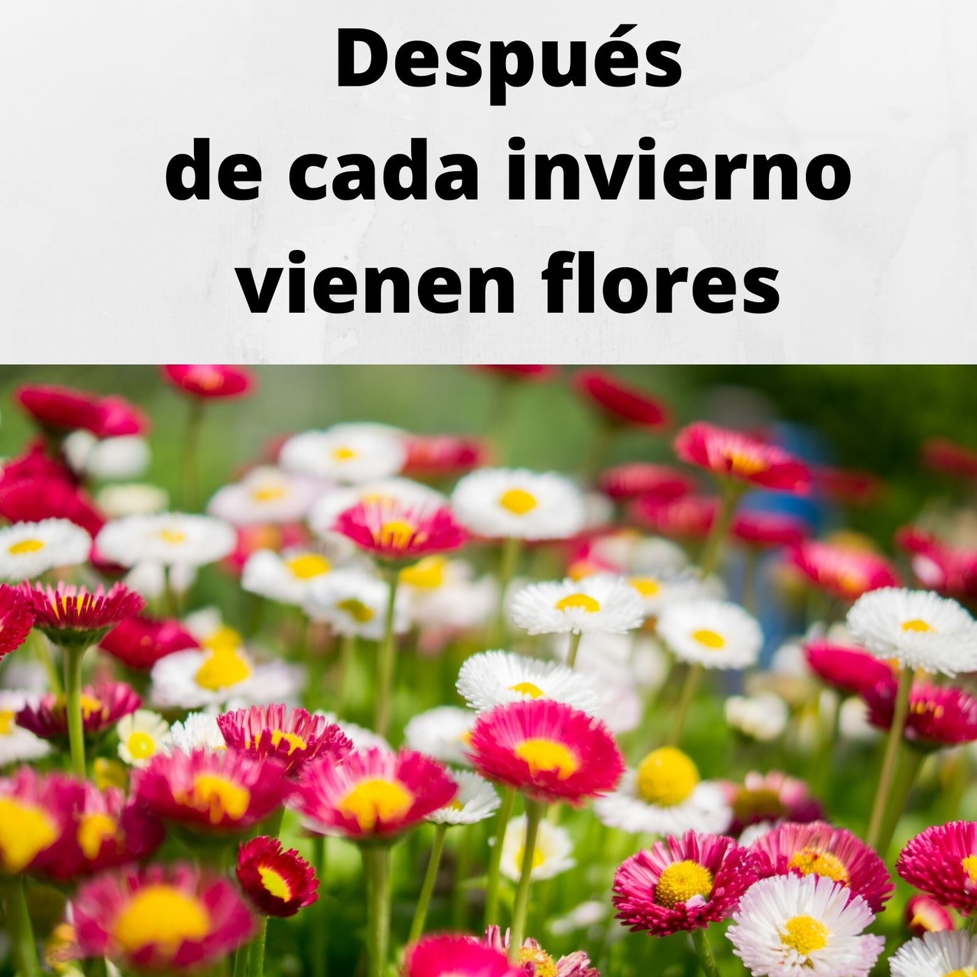 Después de cada invierno, vienen flores