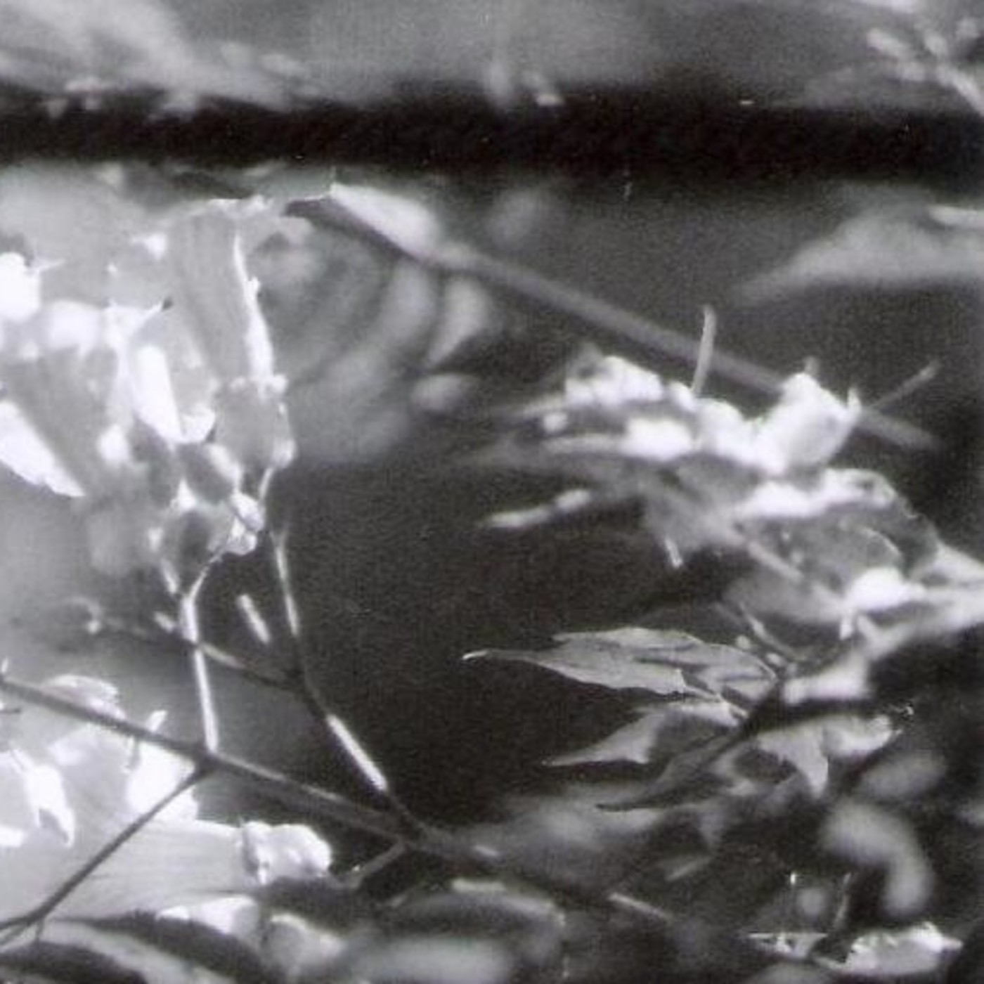 Puerto Almendro® - Canadá, University of Güelph