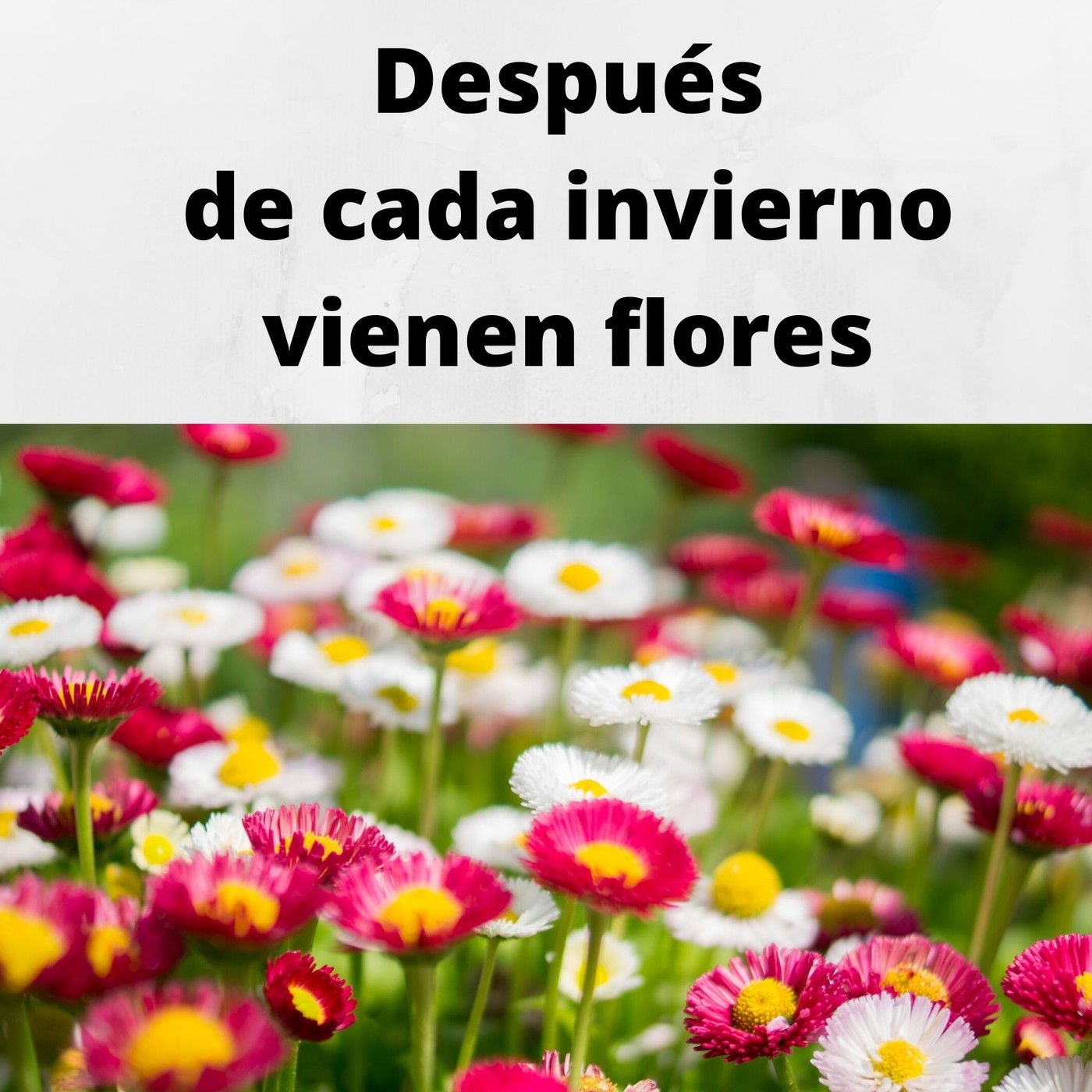 Después de cada invierno, vienen flores