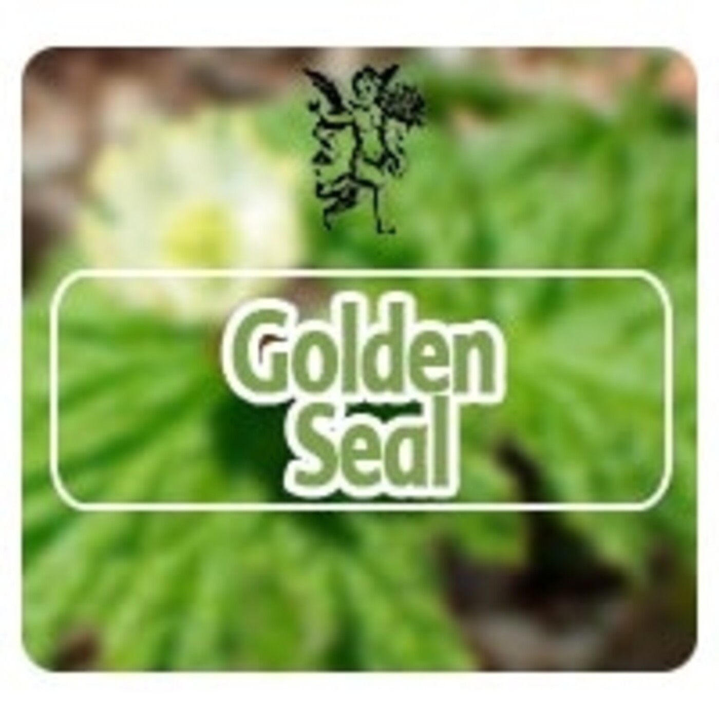 El Angel de tu Salud - GOLDEN SEAL* episode artwork