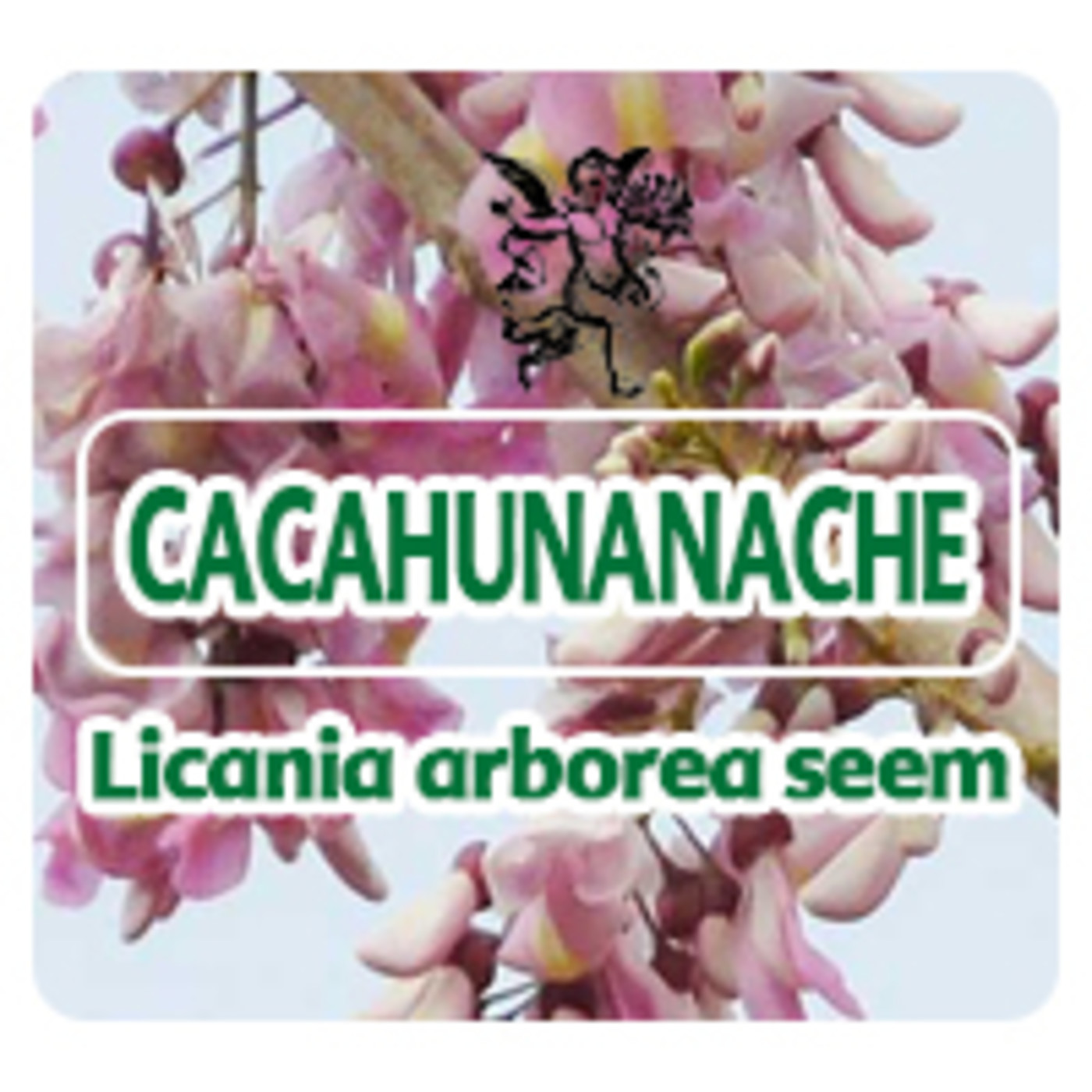 El Angel de tu Salud - CACAHUNANCHE *** episode artwork