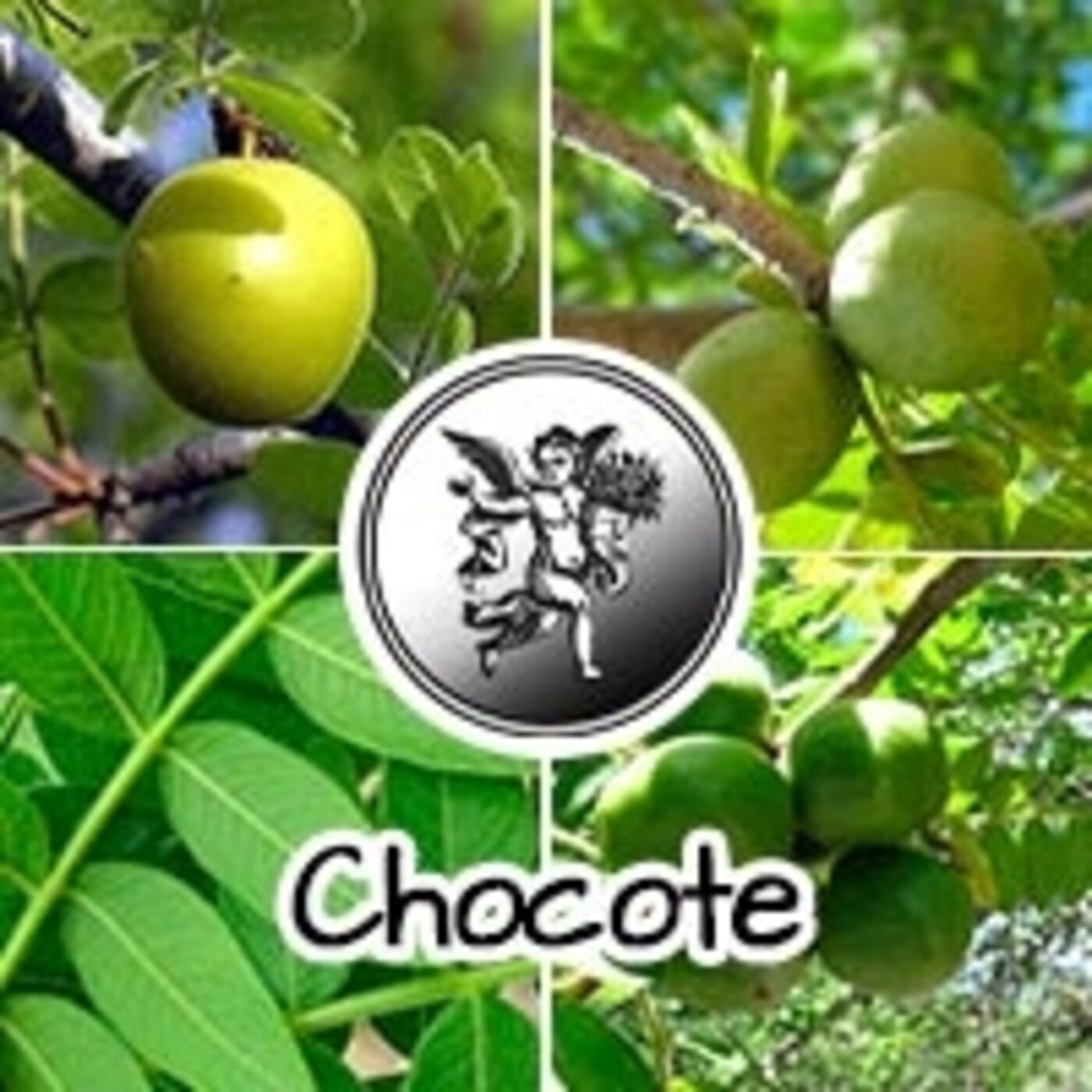 El Ángel de tu Salud - CHOCOTE*** episode artwork