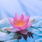 Meditación Hooponopono