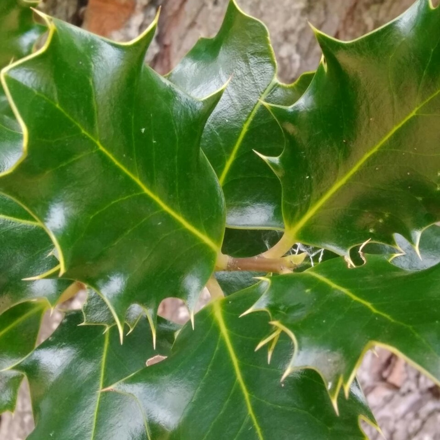 El Jardín de Alicia