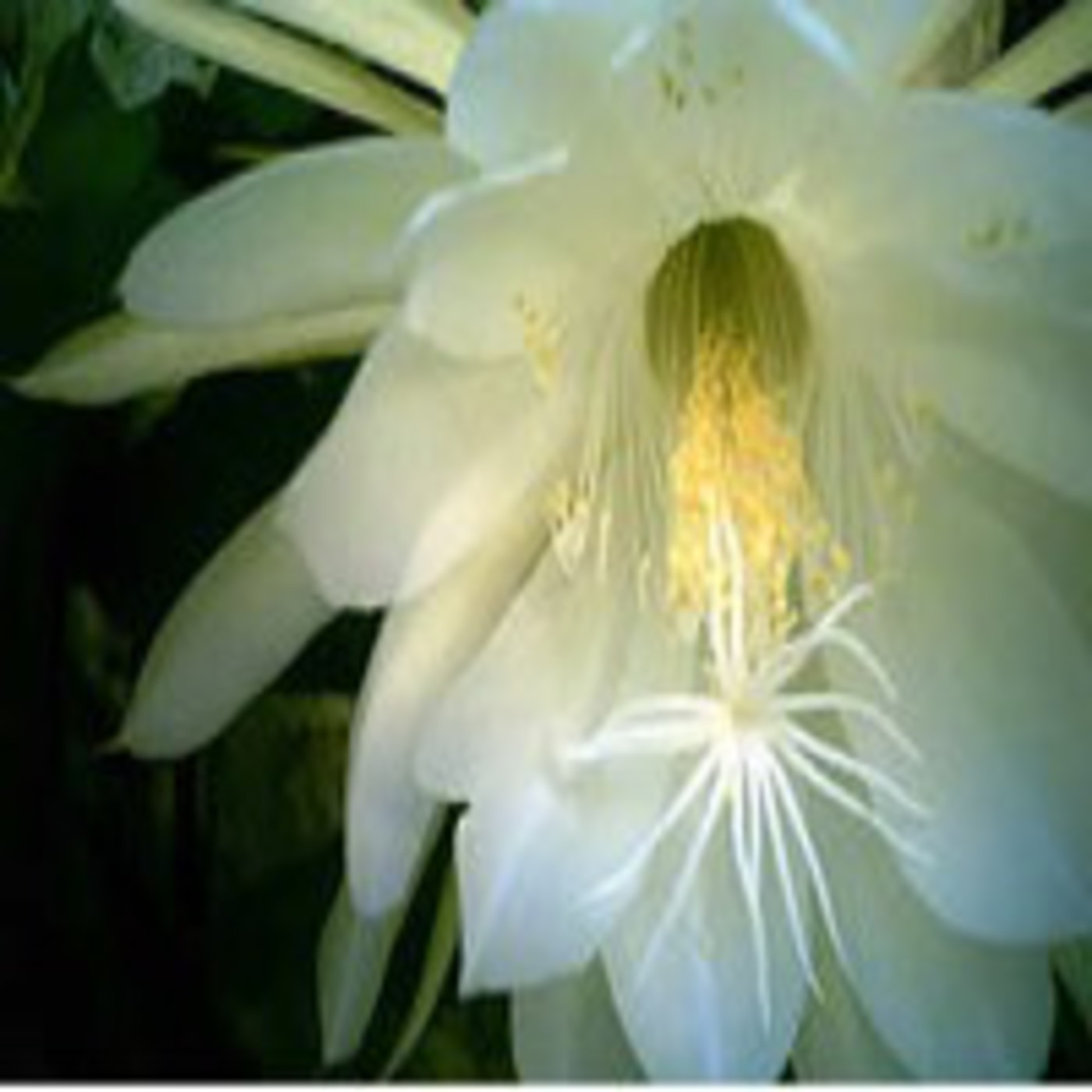 Podcast Audio Lecturas Nerim