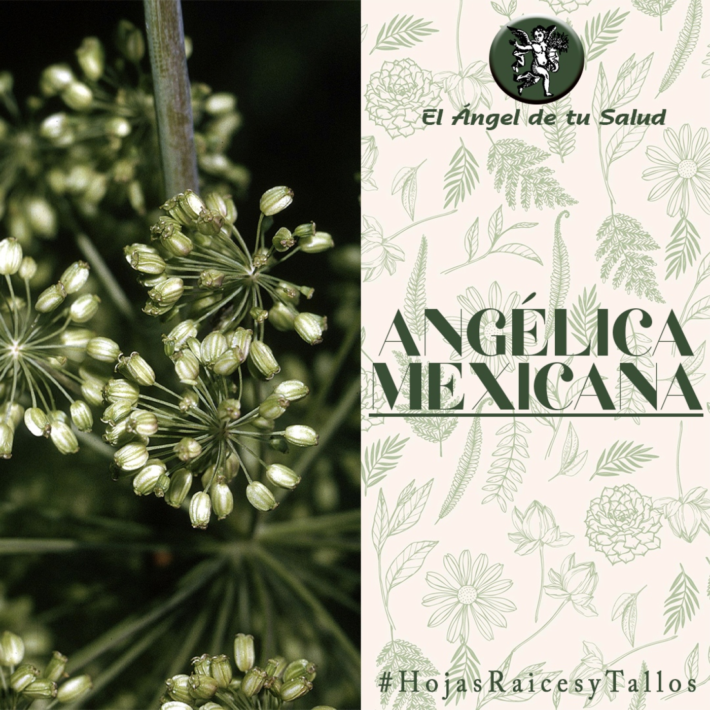 El Ángel de tu Salud - Angélica Mexicana** episode artwork
