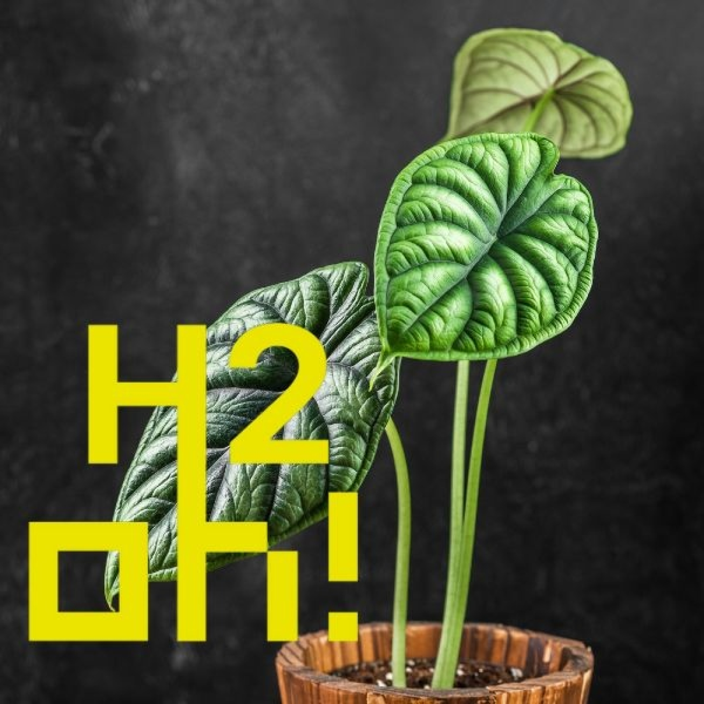 H2oh!
