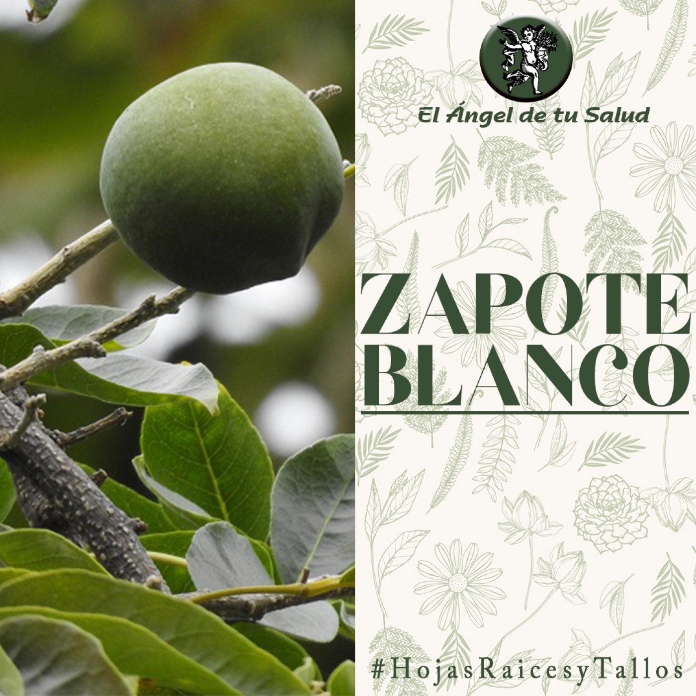 El Ángel de tu Salud - Zapote Blanco** episode artwork