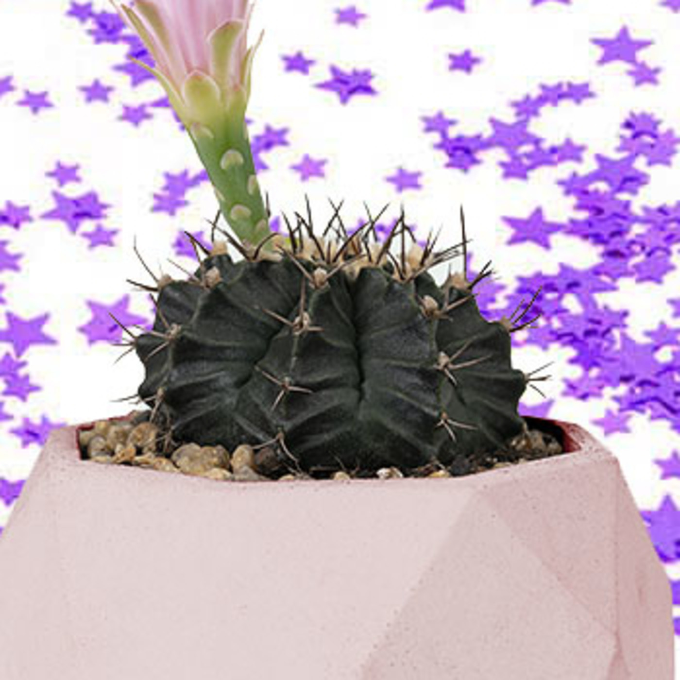Cactus Confetti