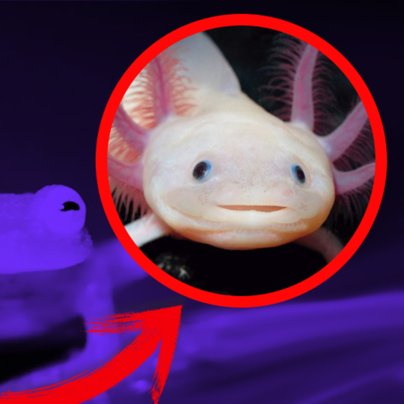 ATOPE Animales