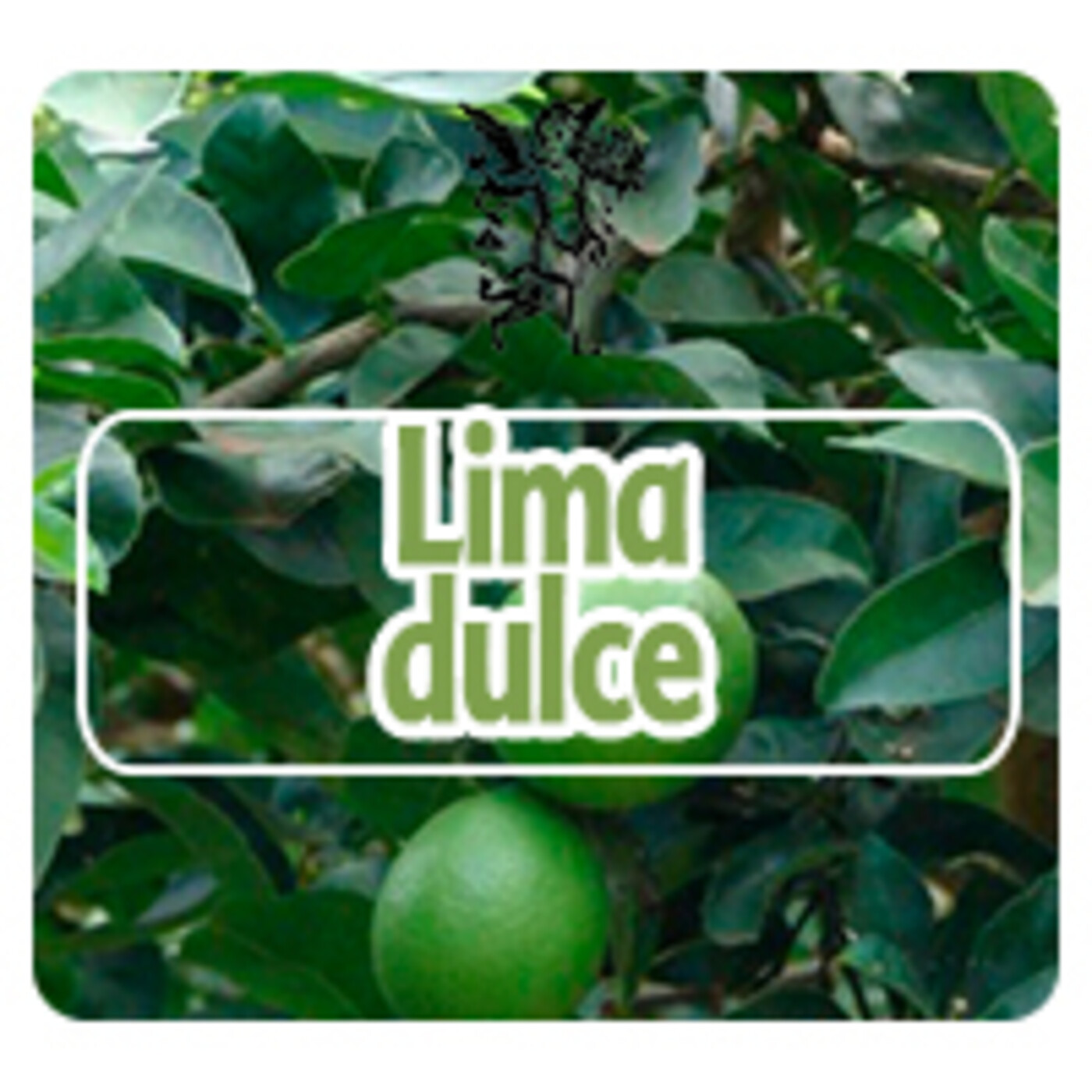 El Ángel de tu Salud - LIMA DULCE episode artwork