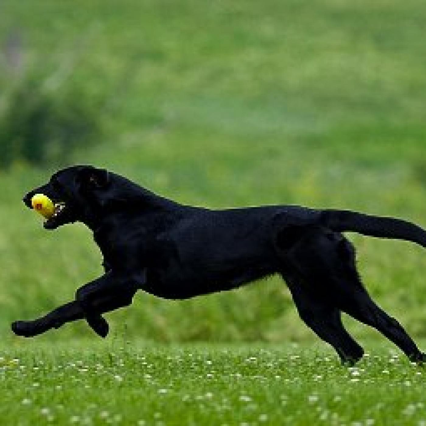 Podcast de Mi Perro Educado