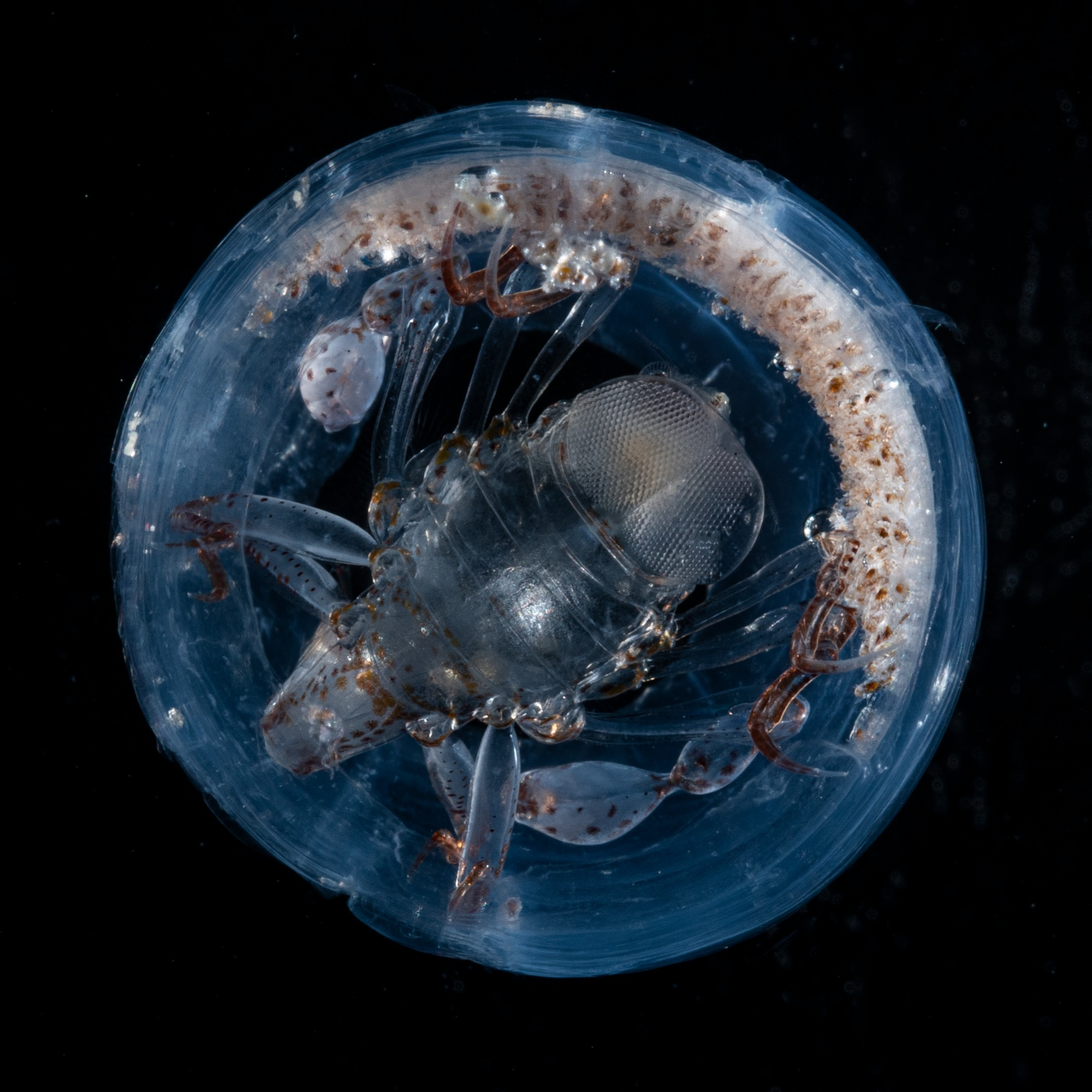 Fotciencia18