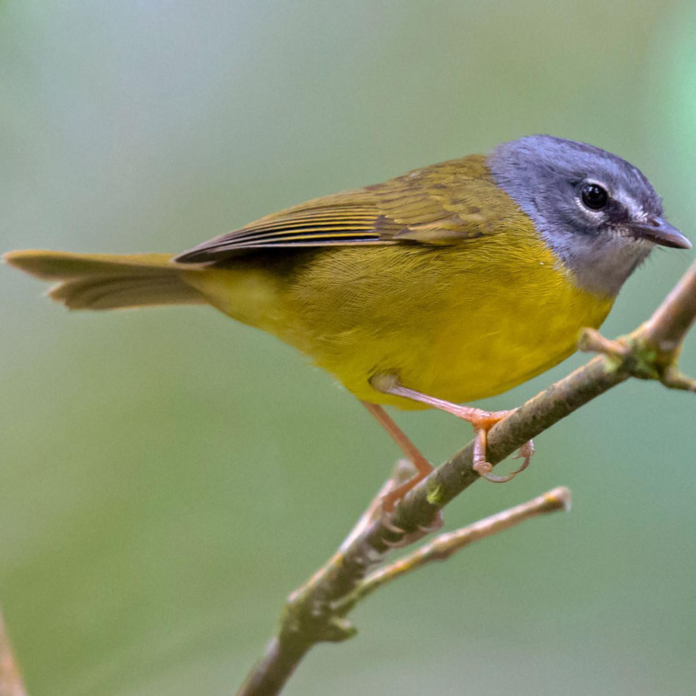 Canto de la reinita embridada (Myiothlypis conspicillata) episode artwork