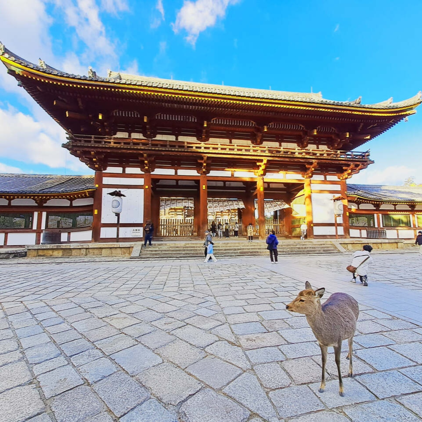 Mil y un viajes por el mundo