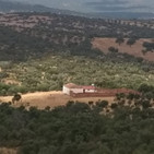 Luces y sombras de la dehesa, ese ecosistema único que corre peligro