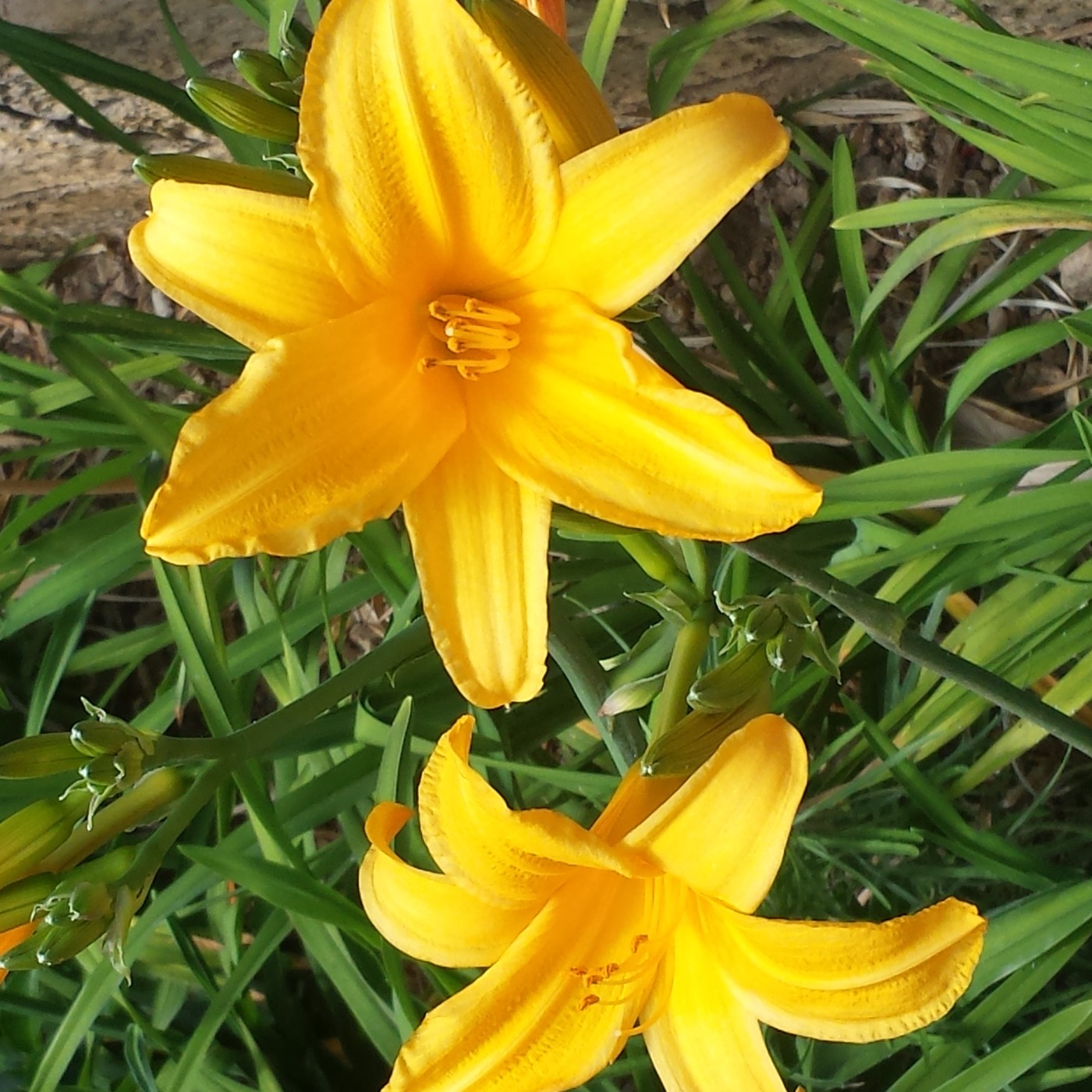 Nuestra Mente es Maravillosa