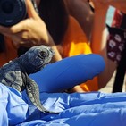 Campamento Tortuga