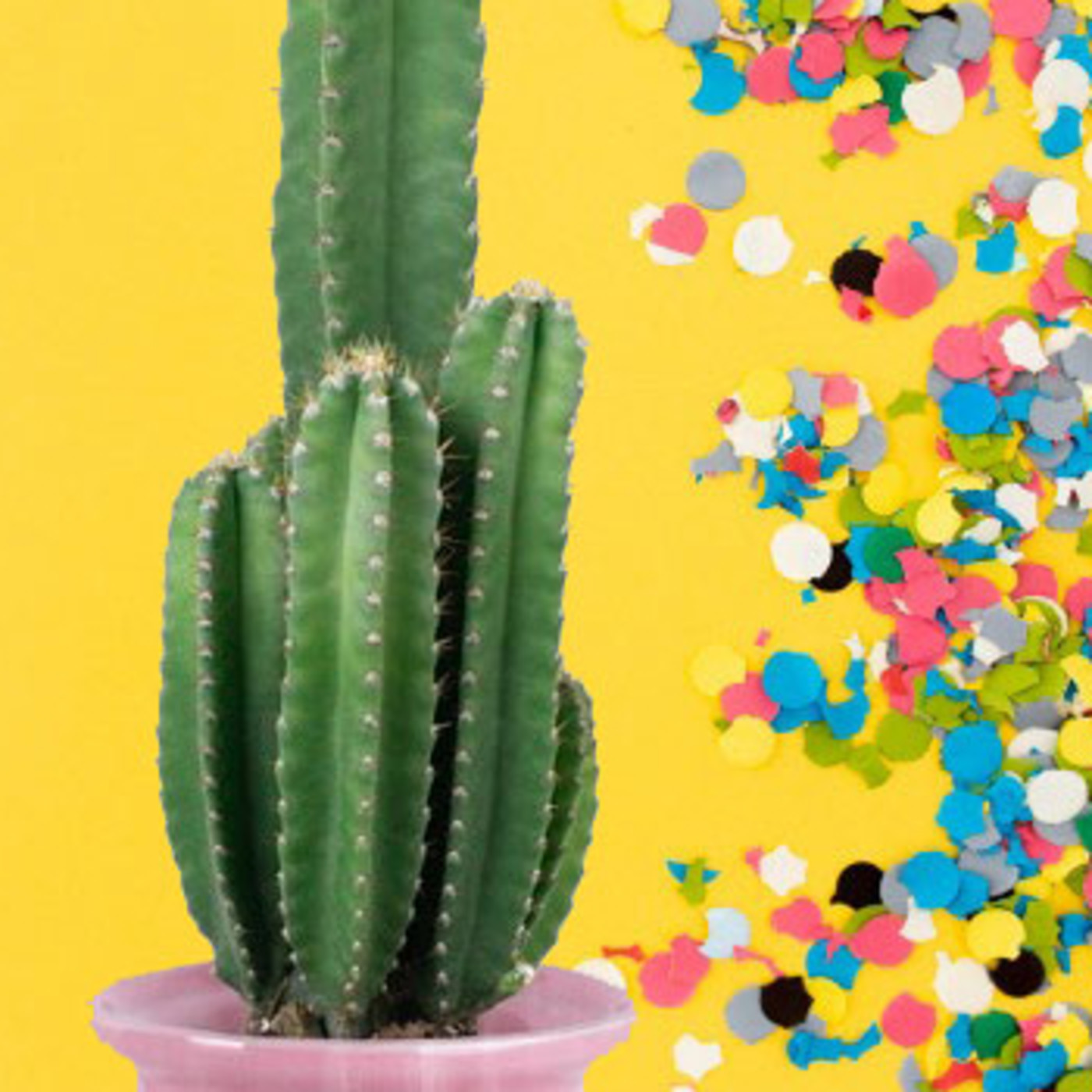 Cactus Confetti