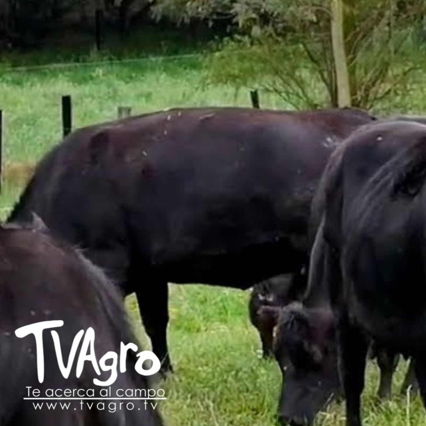 TV AGRO