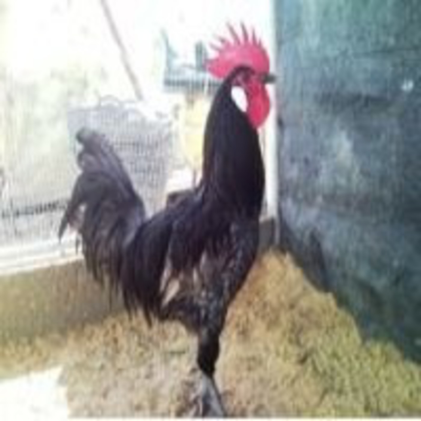 Podcast Mundo Animal