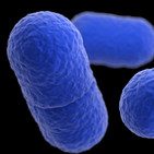 La listeria
