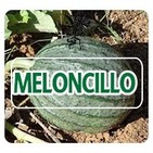 El Angel de tu Salud - MELONCILLO*