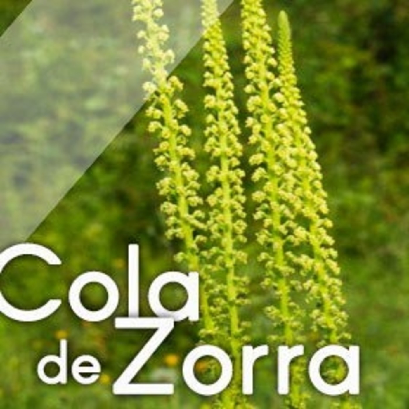 El Ángel de tu Salud - COLA DE ZORRA II episode artwork