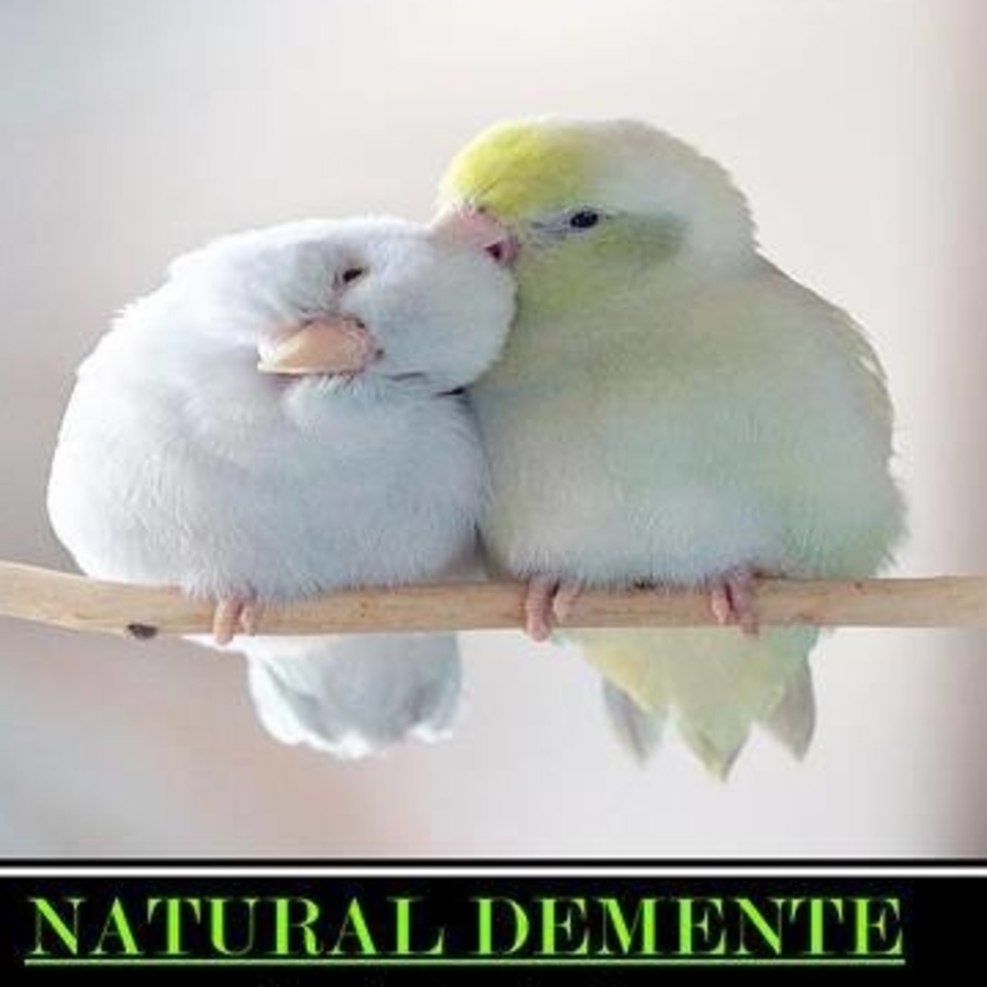 NATURAL DEMENTE