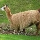 El RINCÓN DE LA TÍA ROSA: La Llama