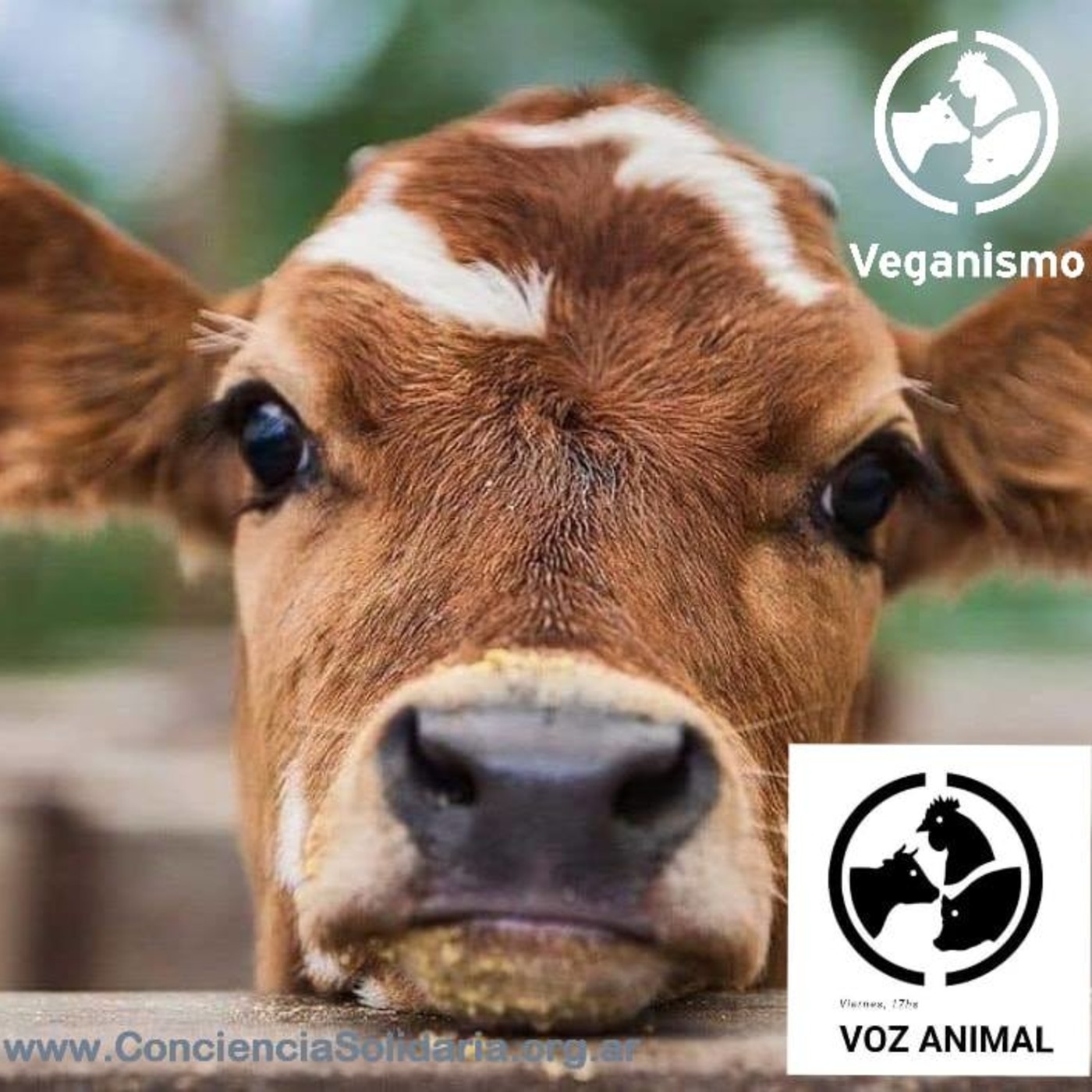 #VozAnimal 4to Programa #ConcienciaSolidaria #Córdoba episode artwork