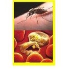 La malaria en los mosquitos