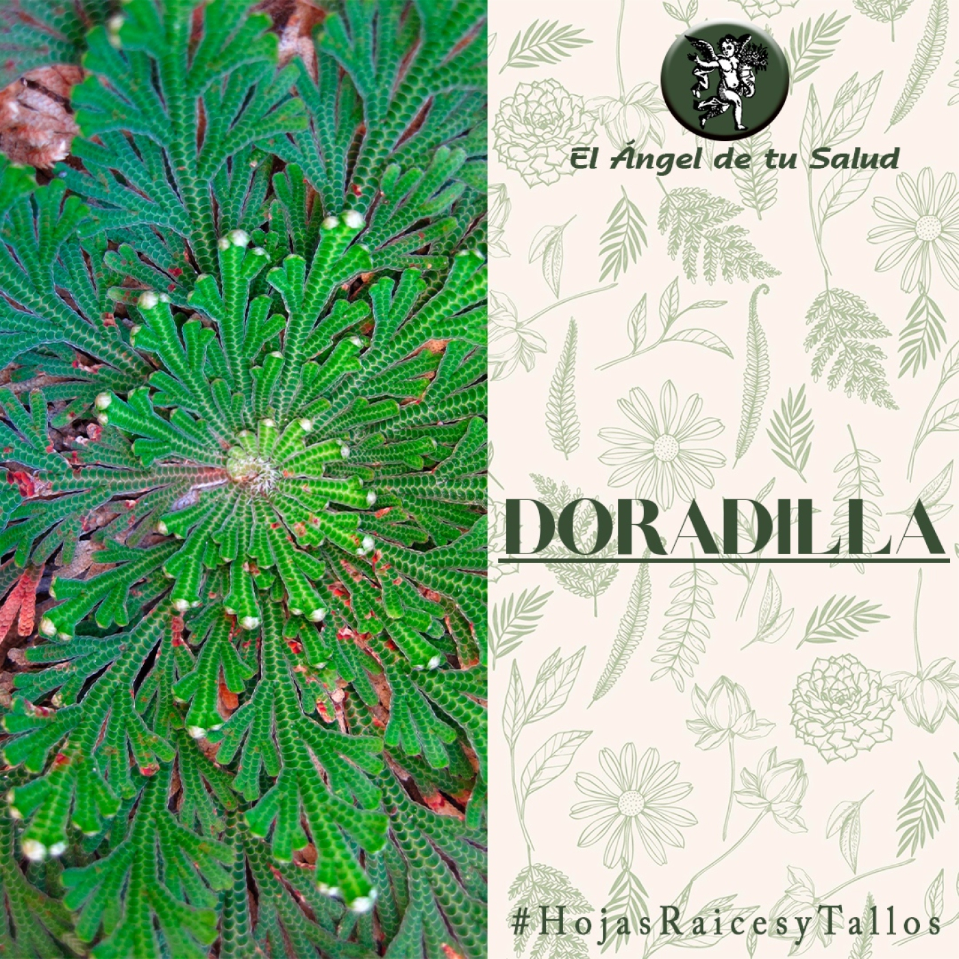 El Ángel de tu Salud - Doradilla** episode artwork