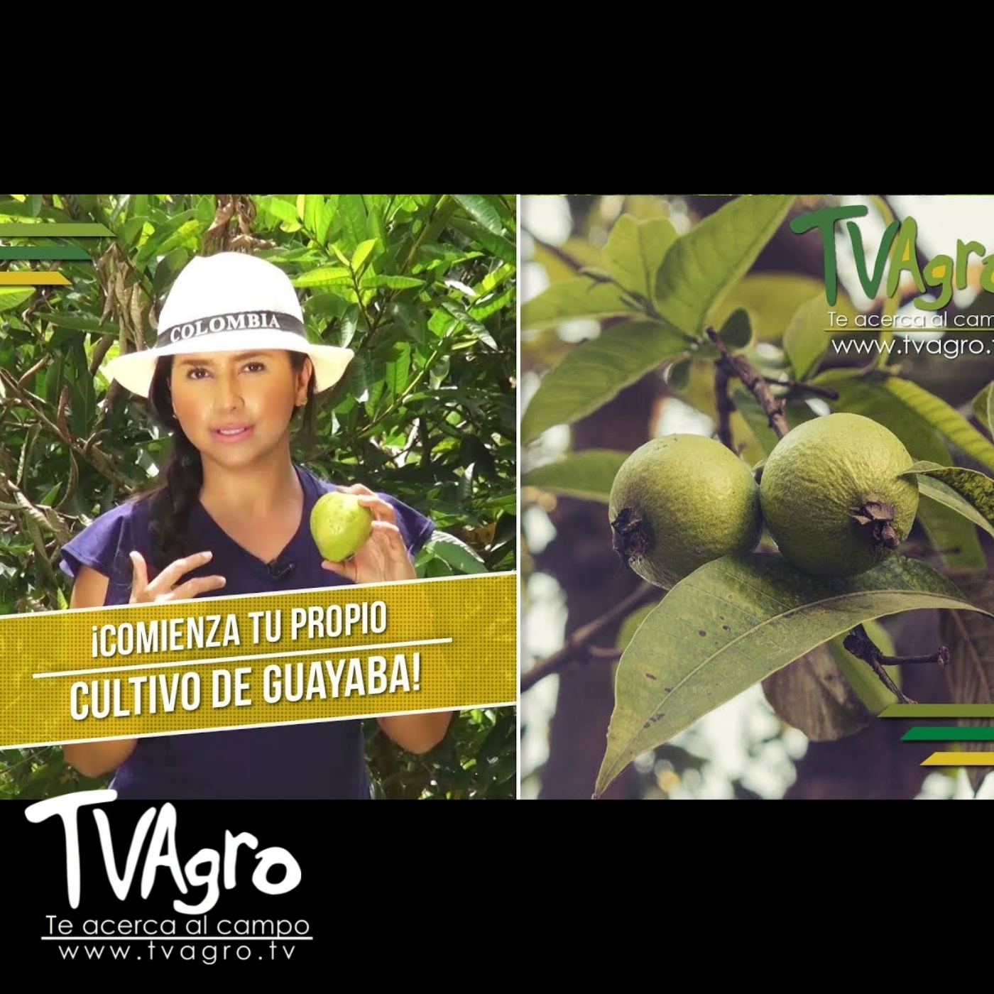 TV AGRO