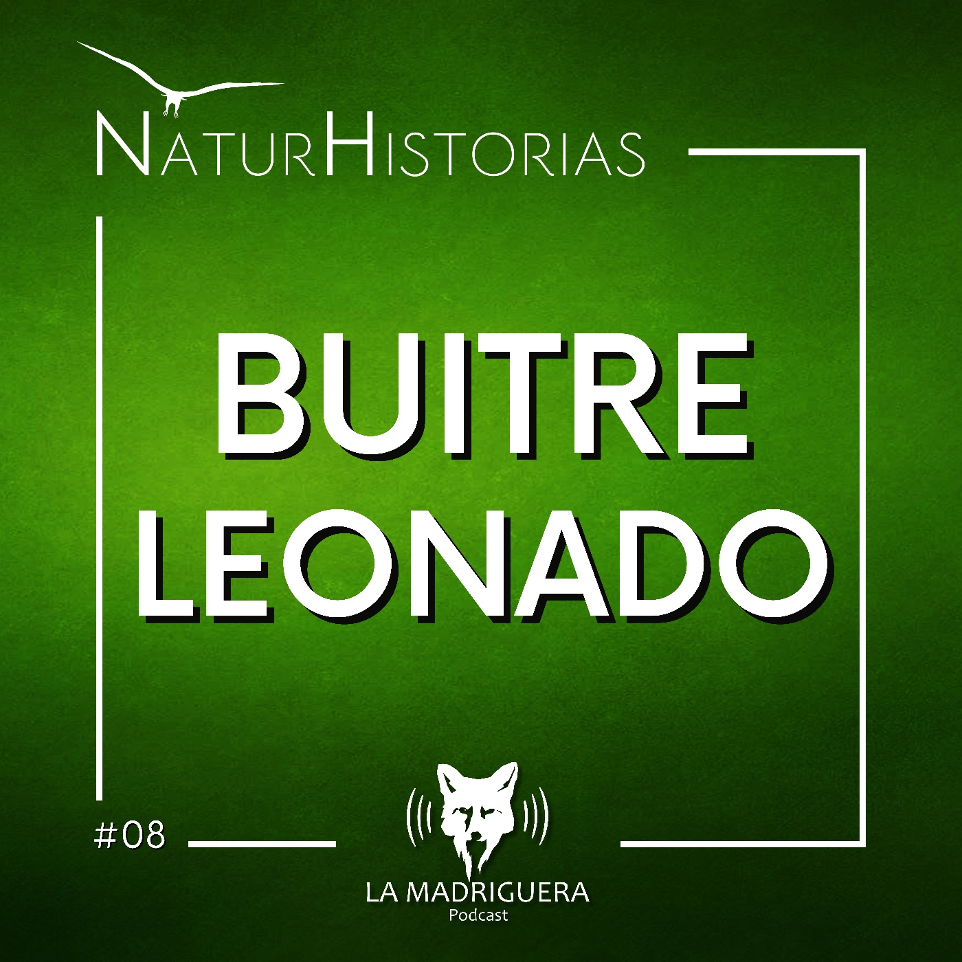 #08 – Buitre leonado – Naturhistorias (06/2025)