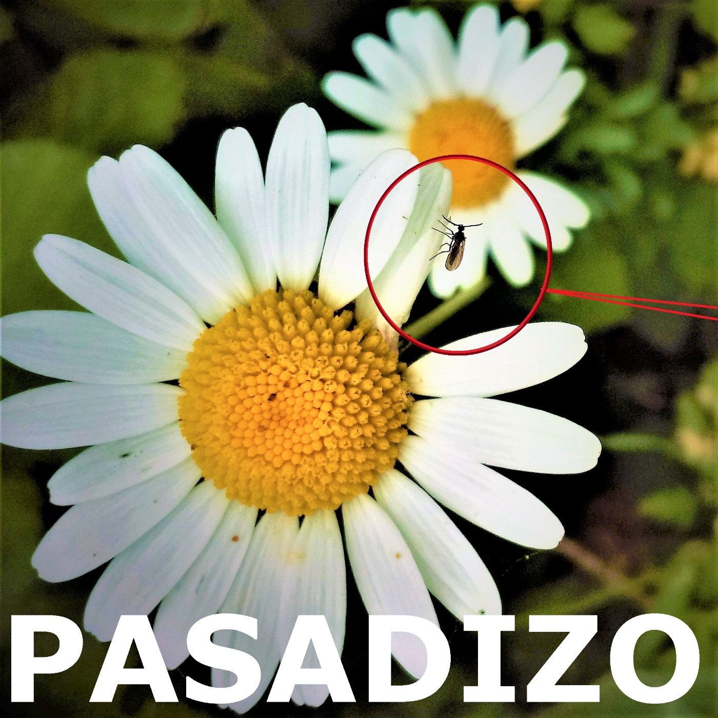 PASADIZO
