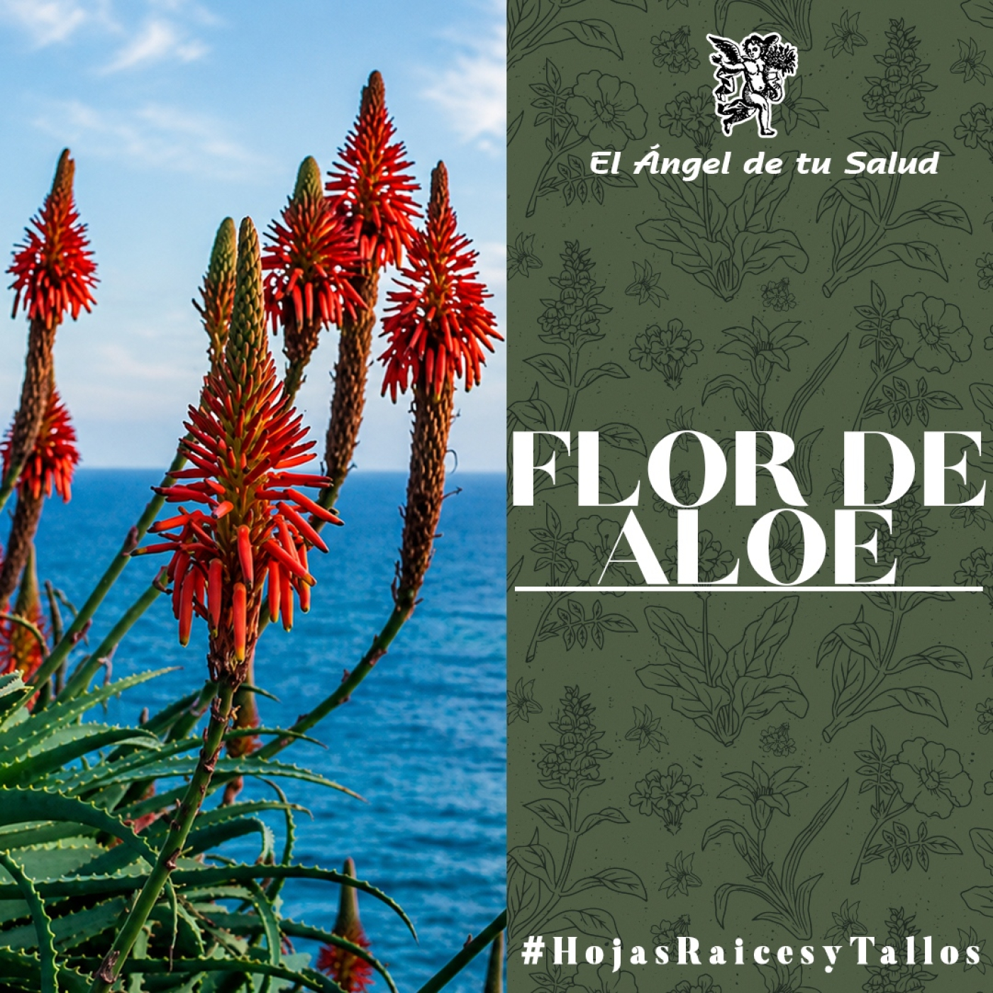 El Ángel de tu Salud - Flor de Aloe** episode artwork