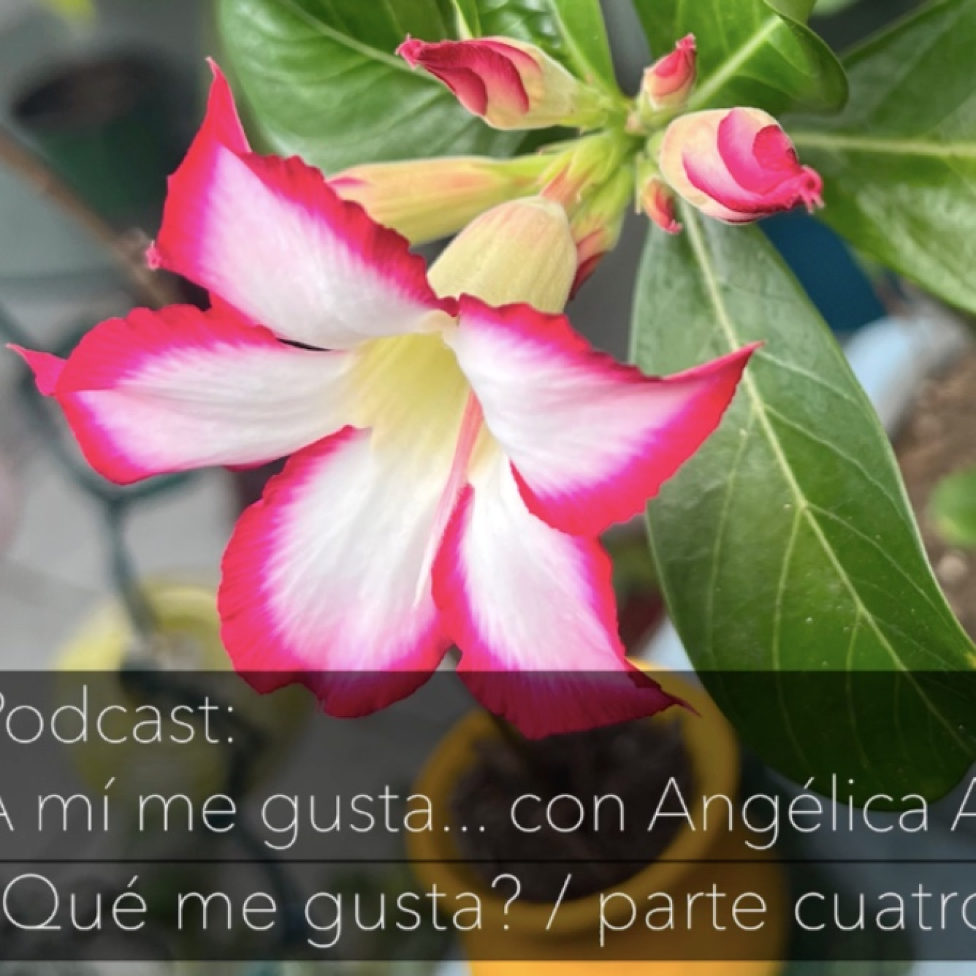 A mí me gusta... con Angélica Allen