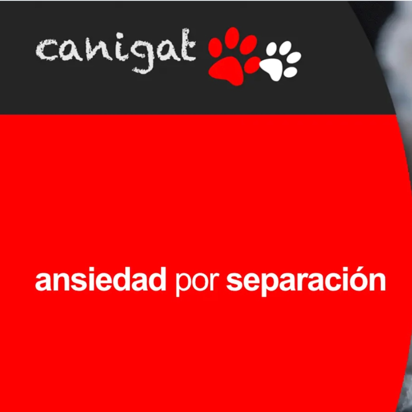 Consejos veterinarios de perros y gatos by canigat