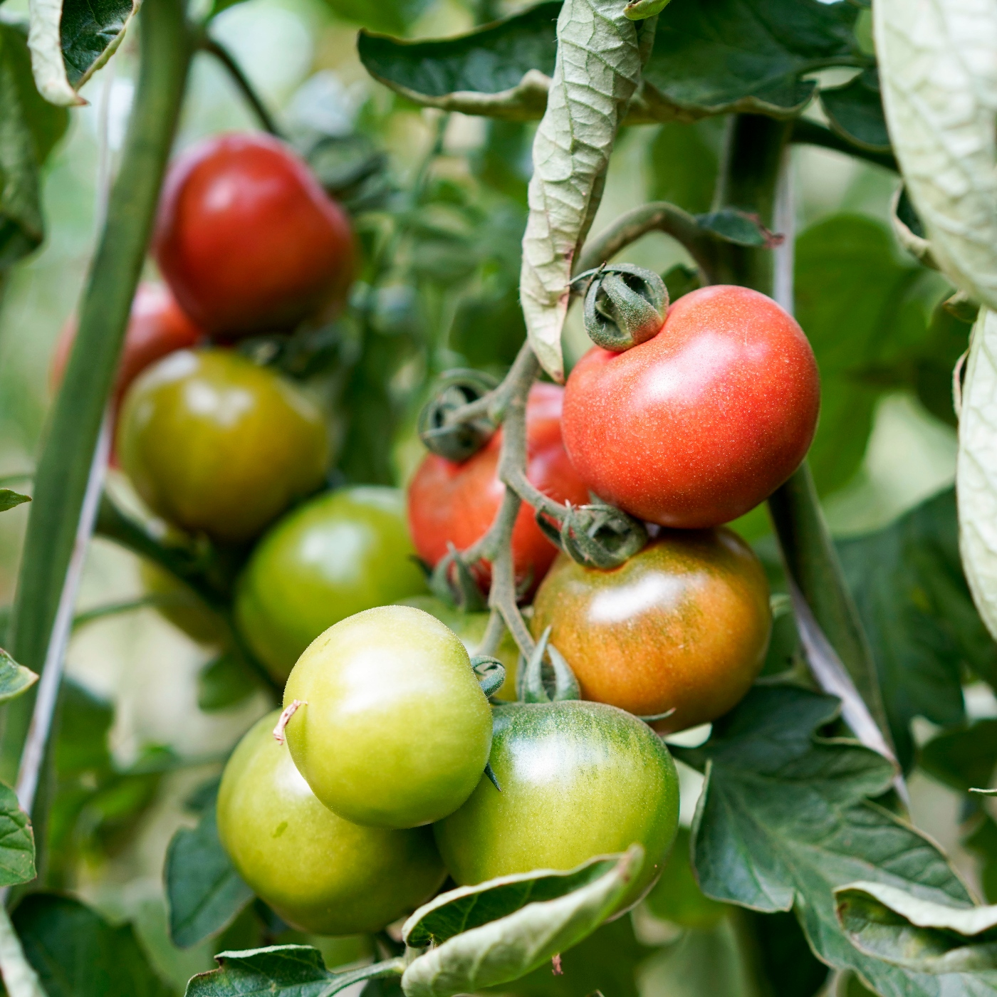 8baeb31979b2dc954f7dd34aea2f657f XXL esRadio Baleares