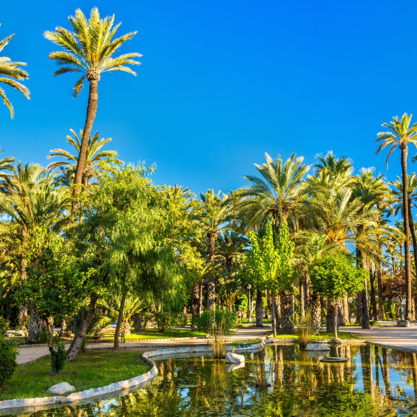 "El palmeral debe ofrecer una atracción turística y cultural con un centro de interpretación". episode artwork