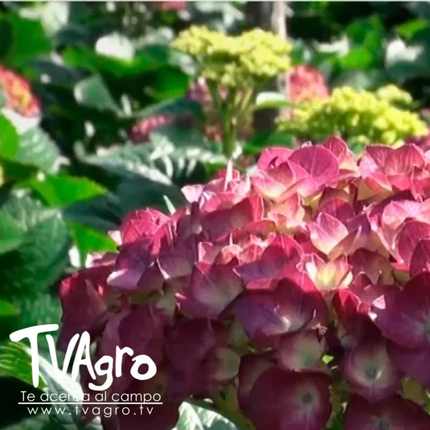 TV AGRO