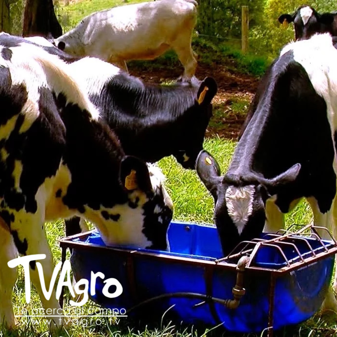 TV AGRO