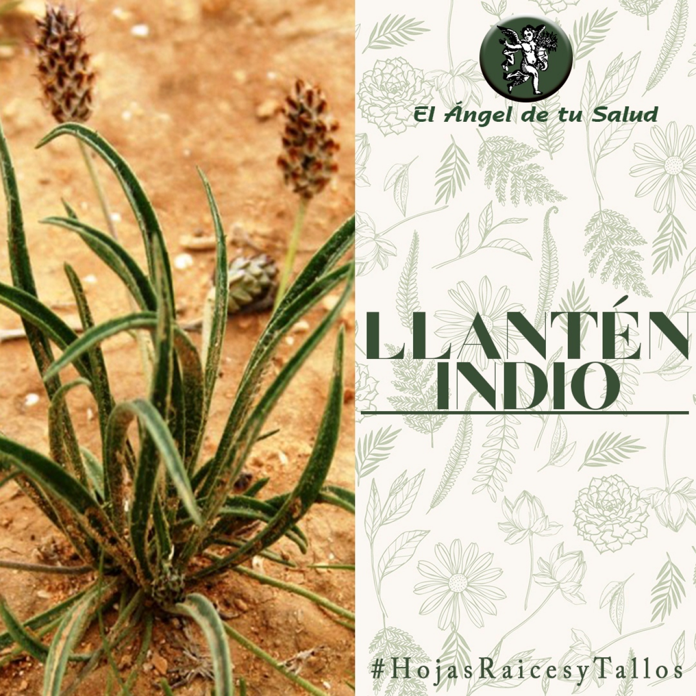 El Ángel de tu Salud - Llantén Indio** episode artwork