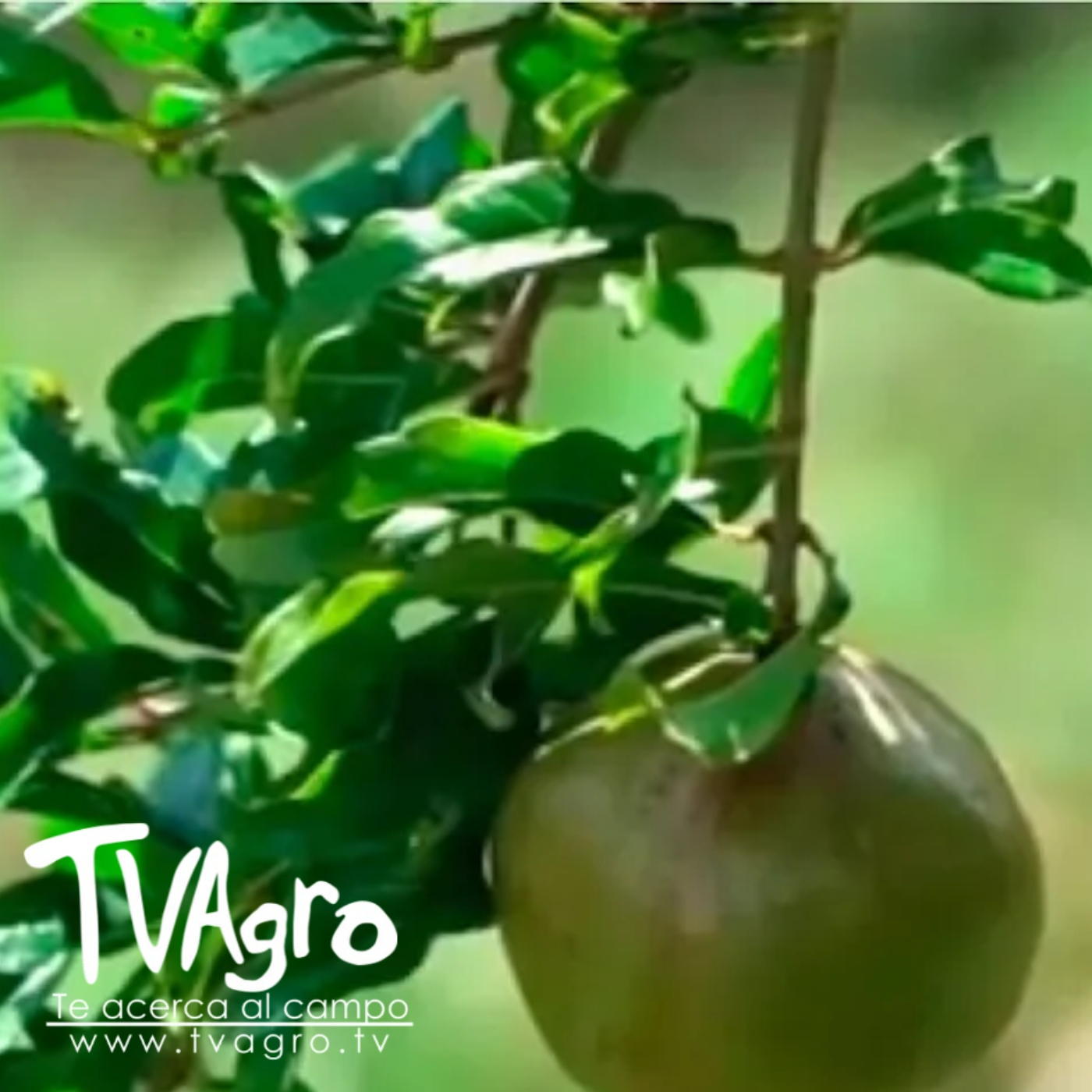 TV AGRO